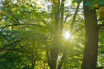 Obraz premium sunlight in the forest in october