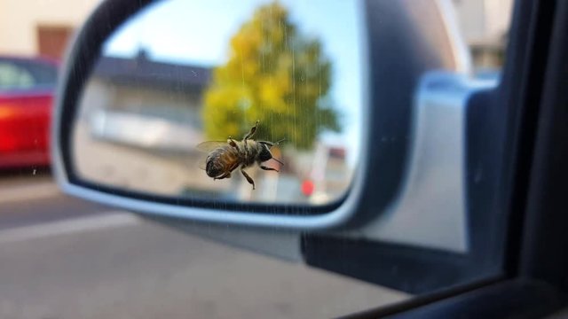 Honeybee walking around on car window.
