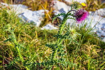 Flower in summer