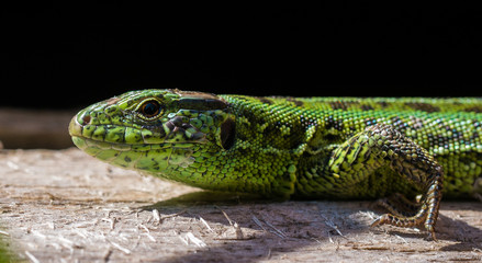 green lizard