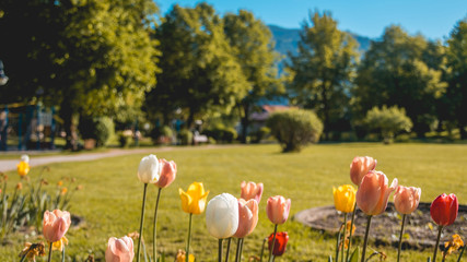 Obraz premium Flower in spring