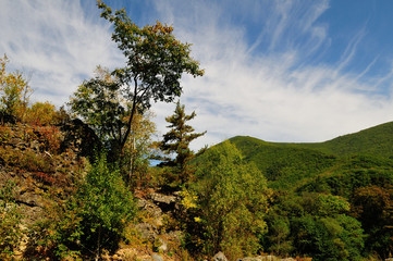 tree in mountains