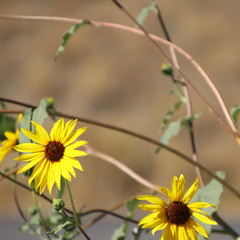 Falls sunflowers
