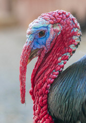turkey with a serious look