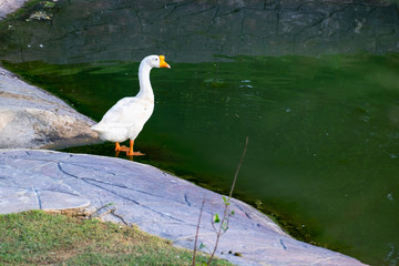 White Goose Standing next to the lake