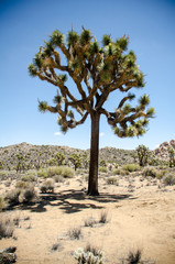 Fototapeta na wymiar Joshua Trees in Joshua Tree National Park in Southern California on a sunny summer day in the Mojave desert