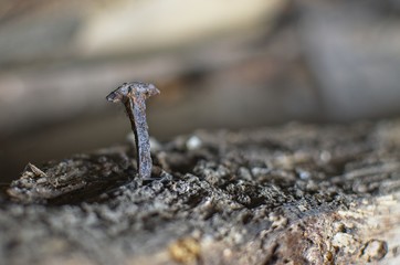 Old iron nail on wooden beam, San Paio de Abeleda