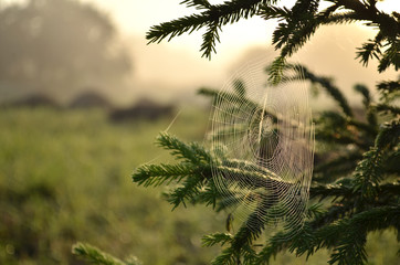 Naklejka premium spruce branch covered with cobwebs summer morning in the light of the rising sun