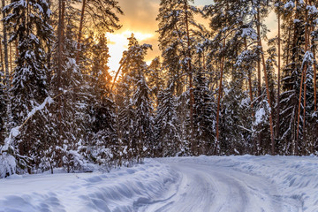Winter landscape, the edge of the forest on the background of the sunset sky