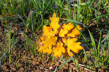 Single branch of an oak tree with yellow leaves in autumn