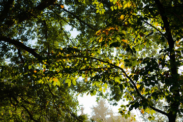 leaves of a tree in autumn