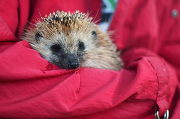 hedgehog in the hands of women