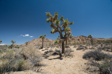Fototapeta na wymiar Tall Joshua Trees on the Wall Street Mill sand trail through Joshua Tree National Park in the Mojave Desert of Southern California