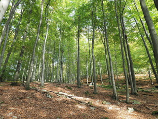 Keltischer Ringwall Otzenhausen im Herbst auf dem Dollberg - eine der eindrucksvollsten keltischen Befestigungsanlagen in Europa 
