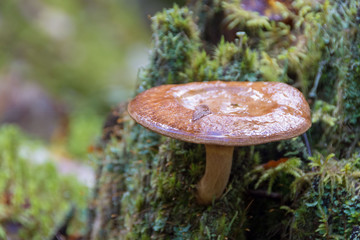 Mushroom in forest