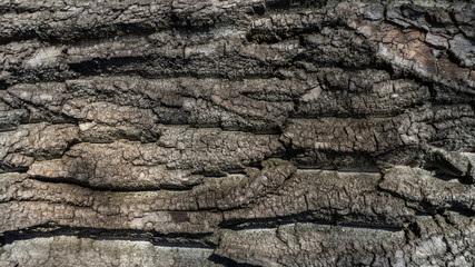 Embossed texture of the brown bark of a tree 