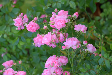 Naklejka na ściany i meble vintage pink rose bush with lovely flowers, bright pink climbing rose flowers in early autumn in germany, eden roses