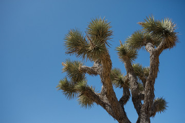 Obraz na płótnie Canvas Joshua Tree against blue sky in Joshua Tree National Park in Southern California on a sunny summer day in the Mojave desert