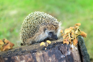 hedgehog sitting on a stump covered with mushrooms on a summer morning © tntk