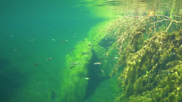 A shoal of freshwater fish underwater in a river (chub Squalius cephalus), La Muga, Girona, Alt Emporda, Catalonia, Spain