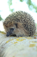 hedgehog sitting on a tree trunk summer morning