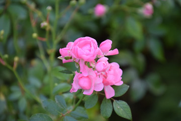 perfect pink bush roses in the centre with dark-green leaves, bright pink climbing rose flowers in early autumn in germany, eden roses