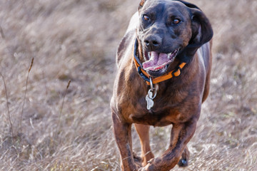 Hannoverscher Schweißhund beim Laufen