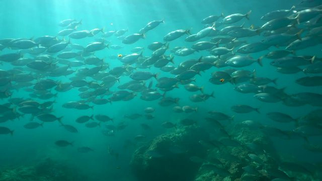 Fish school underwater in the Mediterranean sea (dreamfish Sarpa salpa), Cote d'Azur, France