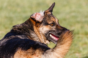 Schäferhund mit Knickohr im freien