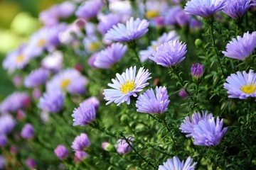Bright purple asters novae-angliae in the autumn garden enjoyed the sun.
