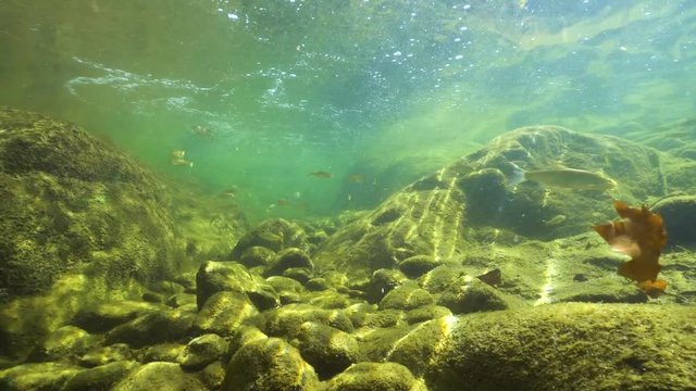 Freshwater fishes underwater in a rocky flowing river, La Muga, Girona, Alt Emporda, Catalonia, Spain