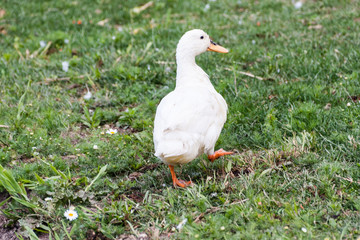 weisse Ente im Gras
