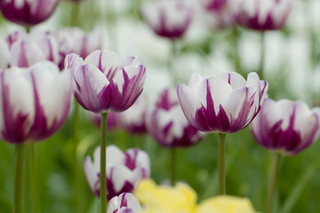 Fototapeta na wymiar beautiful tender white-purple motley tulips in the field