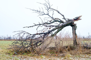 gebrochener Baum