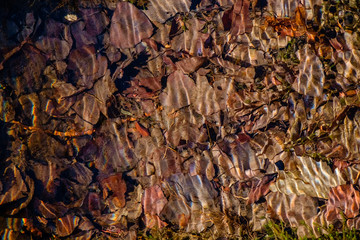 Künstlerisch laub unter Wasser