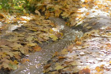 among the fallen leaves flowing stream