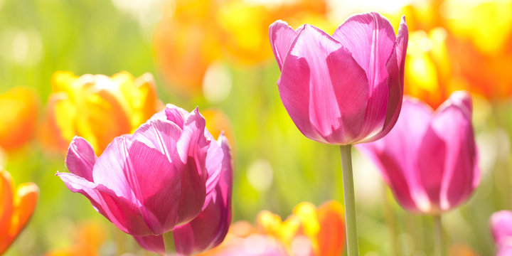 beautiful bright pink and orange tulips in spring sunny park