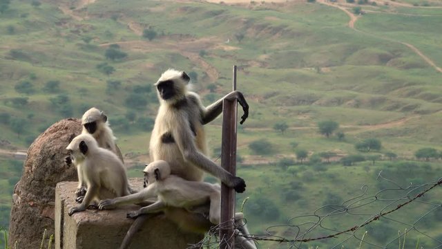 Northern plains gray langur (Semnopithecus entellus) adult and baby monkeys in Pushkar, India