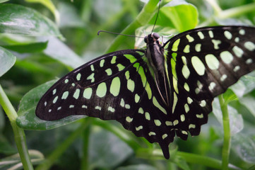 butterfly with plants in the background