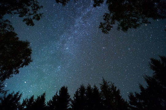 Milky way and stars above treetops.