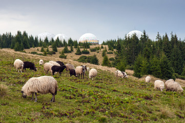 Herd of sheep graze on green pasture in the mountains. Young white and brown sheep graze on the farm.