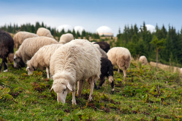 Naklejka na ściany i meble Herd of sheep graze on green pasture in the mountains. Young white and brown sheep graze on the farm.