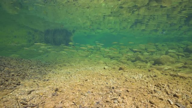 Underwater in a calm river with a school of fish (chub Squalius cephalus), La Muga, Girona, Alt Emporda, Catalonia, Spain