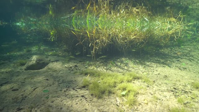 Underwater in a river, grass with freshwater chub fish, Squalius cephalus, La Muga, Girona, Alt Emporda, Catalonia, Spain