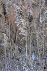 Fototapeta premium Камыш