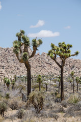 Lots of Joshua Trees in Joshua Tree National Park in Southern California on a sunny summer day in the Mojave desert