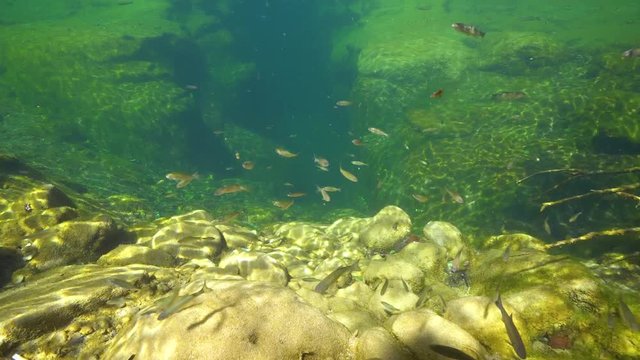 Underwater in a rocky river a shoal of freshwater fishes, La Muga, Girona, Alt Emporda, Catalonia, Spain
