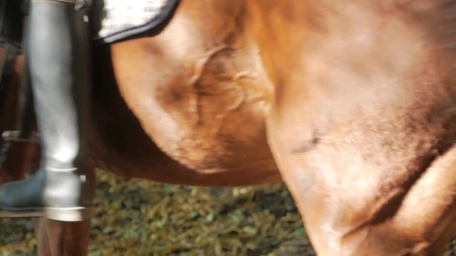 close up of a black leather boot on stirrup