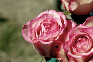 pink roses, rose bouquet, rosebud