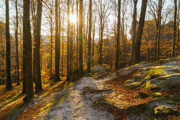 Autumn forest scenery landscape with rays of warm light illumining the gold foliage and a footpath leading into the scene. Calm mood background.